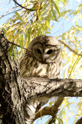 Barred Owl 