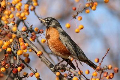 American Robin