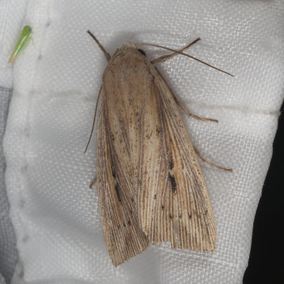 Hodges#10444 * Phragmites Wainscot * Leucania phragmitidicola