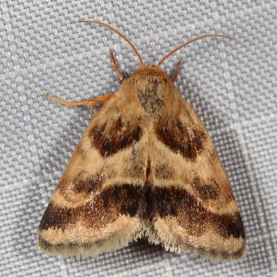 Hodges#11117 * Lynx Flower Moth * Schinia lynx