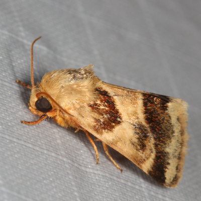 Hodges#11117 * Lynx Flower Moth * Schinia lynx