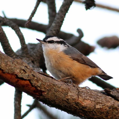 Red-breasted Nuthatch