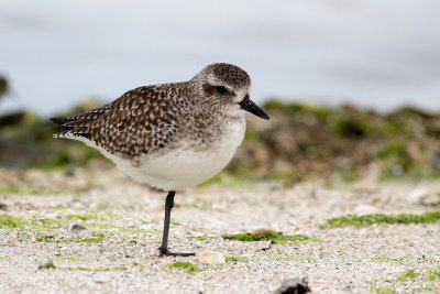 Black-bellied Plover