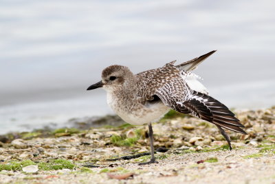 Black-bellied Plover