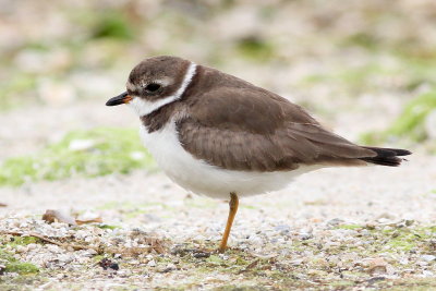 Semipalmated Plover