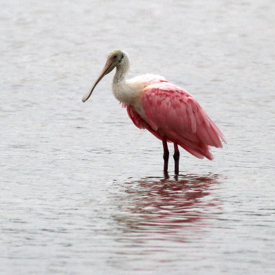Roseate Spoonbill