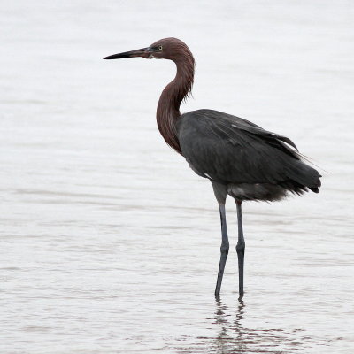 Reddish Egret