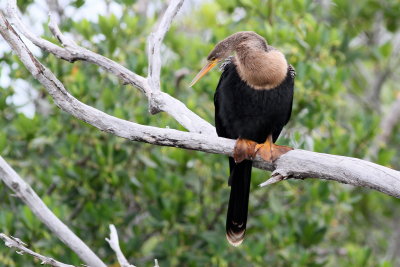 Anhinga