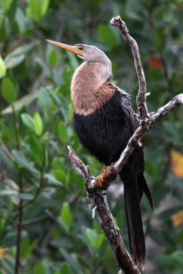 Anhinga ♀
