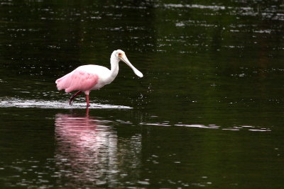 Roseate Spoonbill
