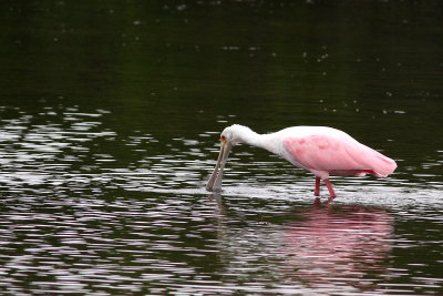 Roseate Spoonbill