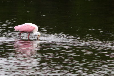 Roseate Spoonbill 