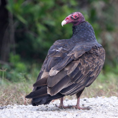 Turkey Vulture