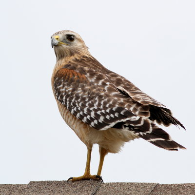 Red-shouldered Hawk