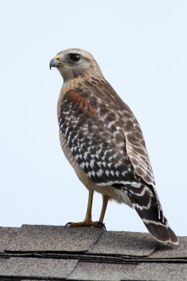 Red-shouldered Hawk