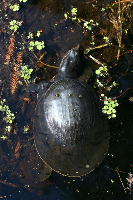 Florida Softshell