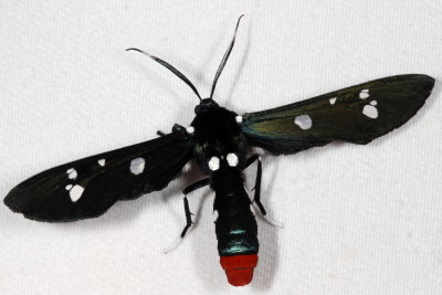 Hodges#8284 * Oleander Moth * Syntomeida epilais