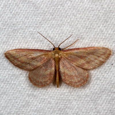 Hodges#7177 * Raspberry Wave Moth * Leptostales laevitaria