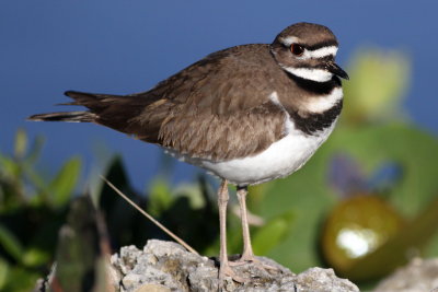 Killdeer