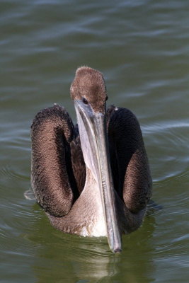 Brown Pelican