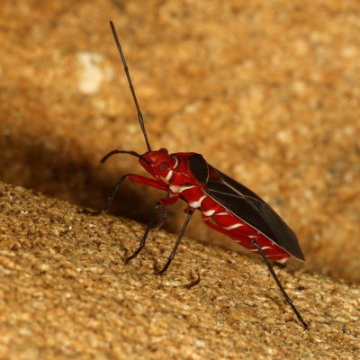 Dysdercus suturellus * Cotton Stainer