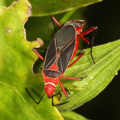 Pyrrhocoridae : Red Bugs