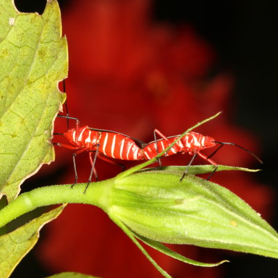 Dysdercus suturellus * Cotton Stainer