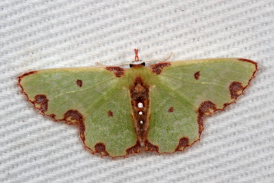 7012-7085 : Nemoria, Emeralds