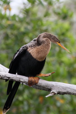 Anhinga