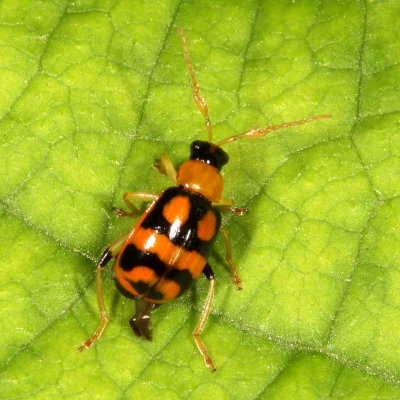 Cerotoma ruficornis