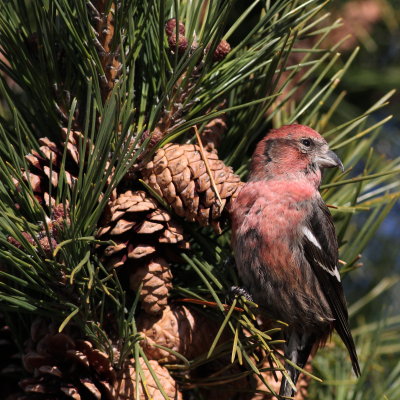 White-winged Crossbill ♂