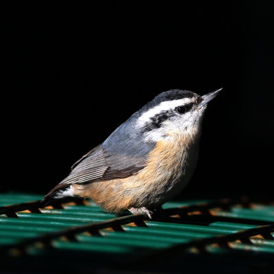 Red-breasted Nuthatch