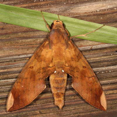 Sphingidae Moths : 7771 - 7894