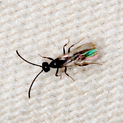 Ponera pennsylvanica ♂