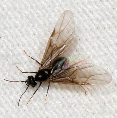 Ponera pennsylvanica ♂