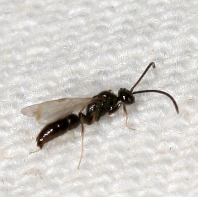 Ponera pennsylvanica ♂