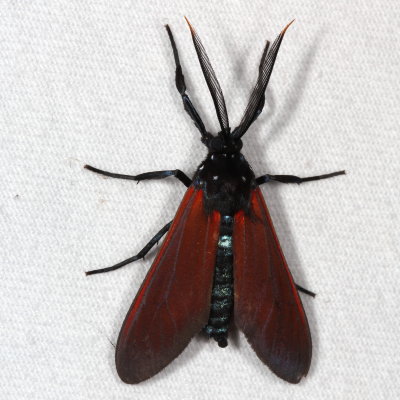 Hodges#8272 * Spotted Oleander Caterpillar Moth * Empyreuma affinis