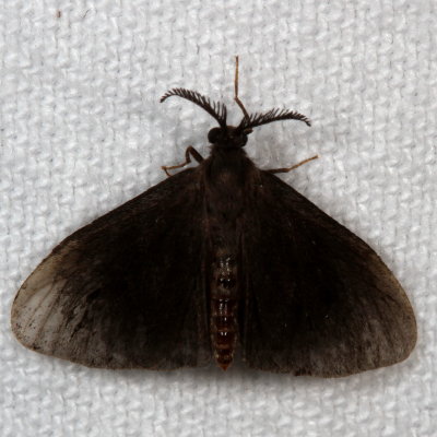 Hodges#0441 * Nigrita Bagworm Moth * Cryptothelea nigrita