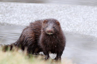 American Mink