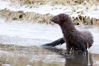 American Mink