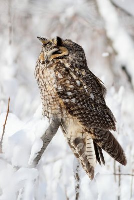 Long-eared Owl