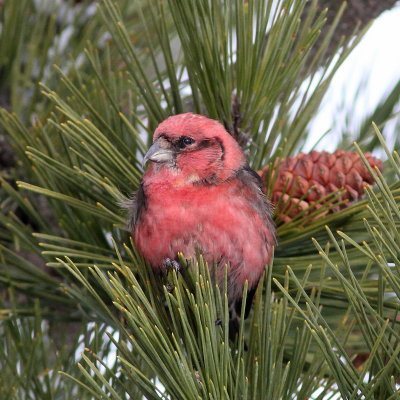 White-winged Crossbill ♂