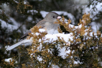 Slate-colored Junco ♂