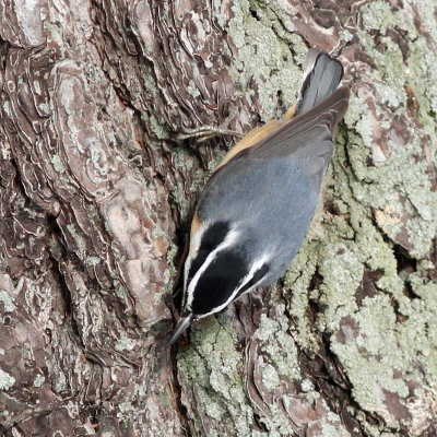 Red-breasted Nuthatch