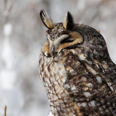 Long-eared Owl