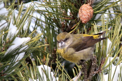 Red Crossbill ♀