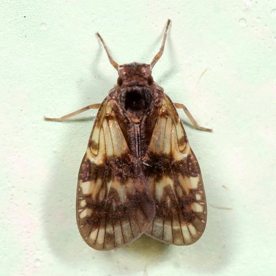 Cixiidae : Cixiid Planthoppers