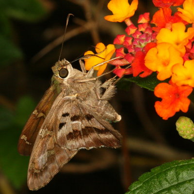 Long-tailed Skipper
