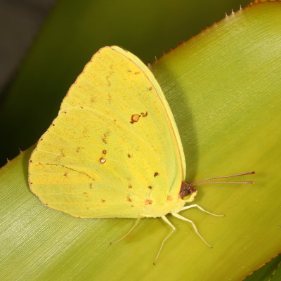 Cloudless Sulphur ♂