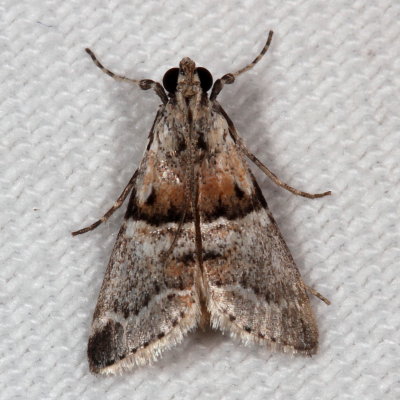 Hodges#5592 * Watson's Tallula Moth * Tallula watsoni 